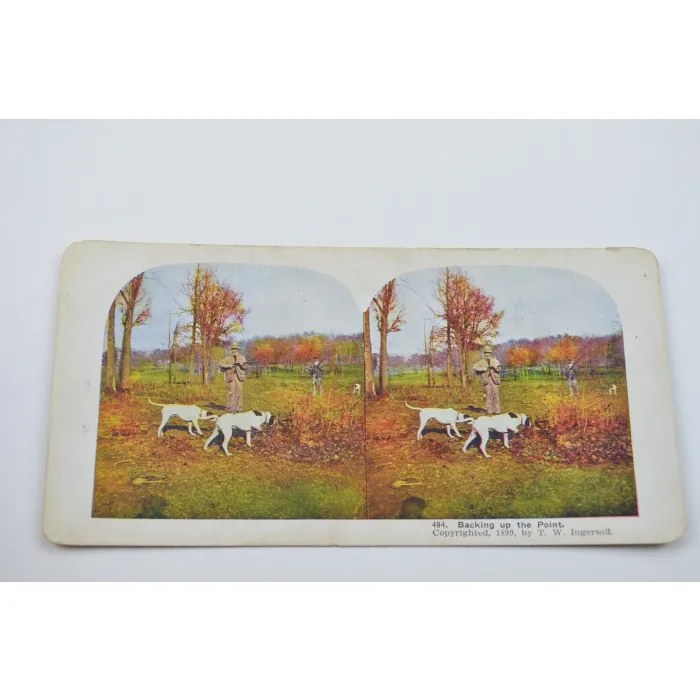 Stereoview By T. W. Ingersoll - No. 494 - Backing Up The point - Antique 1899