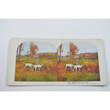 Stereoview By T. W. Ingersoll - No. 494 - Backing Up The point - Antique 1899