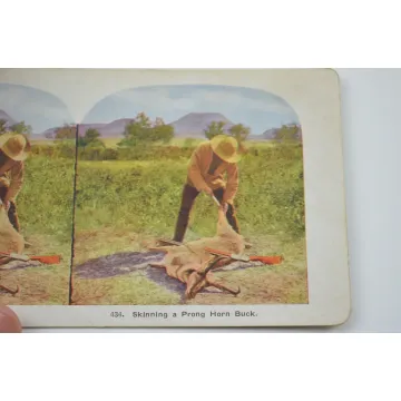 Antique Stereoview - No. 434 - Skinning A Prong Horn Buck