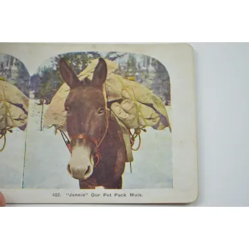 Antique Stereoview - No. 432 - Jennie Our Pet Mule